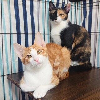 【4/5三田】美しく若い三毛母と甘えん坊茶白