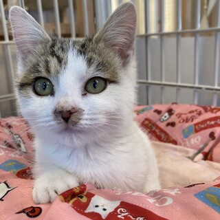 小さいけど元気いっぱい雪（ゆき）ちゃん