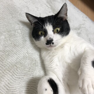 ちょびひげ柄の優しい女の子