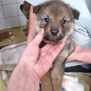 ※優先期間内にお迎え下さい。1/19迄