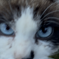 ラグドール風の人馴れ猫です　