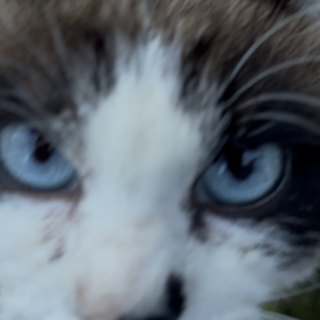 ラグドール風の人馴れ猫です