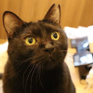 お遊び大好きプリムラちゃん