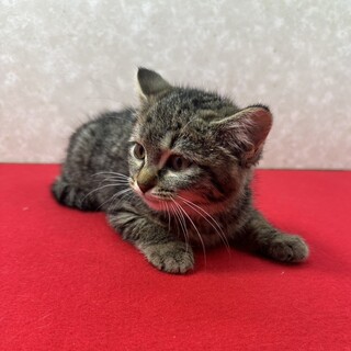 �l����C�s���I������R�V��ł��������|��