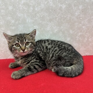 �l����C�s���I������R�V��ł��������|���^