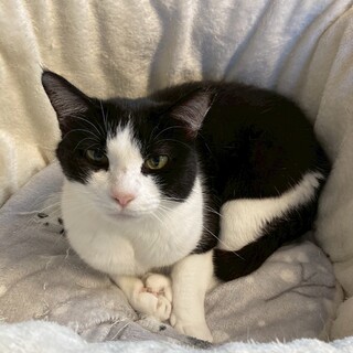 黒白猫（ハチワレ）のみぞれちゃん