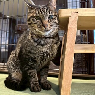 怖がりですが慣れると甘えたさんのななちゃん♪