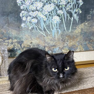 もふもふケイちゃんにずっとのおうちを！