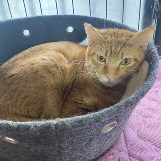 可愛い栗くんにずっとのおうちを！