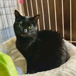 まだ少し怖いけど慣れると甘えん坊なろっくちゃん♪