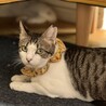 慣らしたいねこマニアさんにぴったり！桜ちゃん サムネイル2