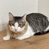 慣らしたいねこマニアさんにぴったり！桜ちゃん サムネイル3