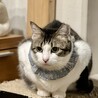慣らしたいねこマニアさんにぴったり！桜ちゃん サムネイル4