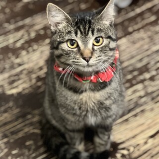 外でとっても苦労したフォルテくん