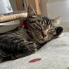 外でとっても苦労したフォルテくん サムネイル3