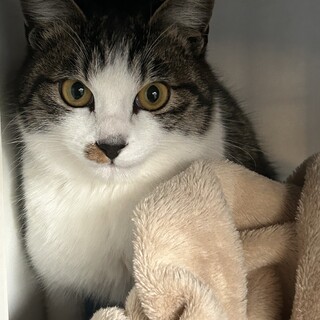 人なつこいキジ白くん