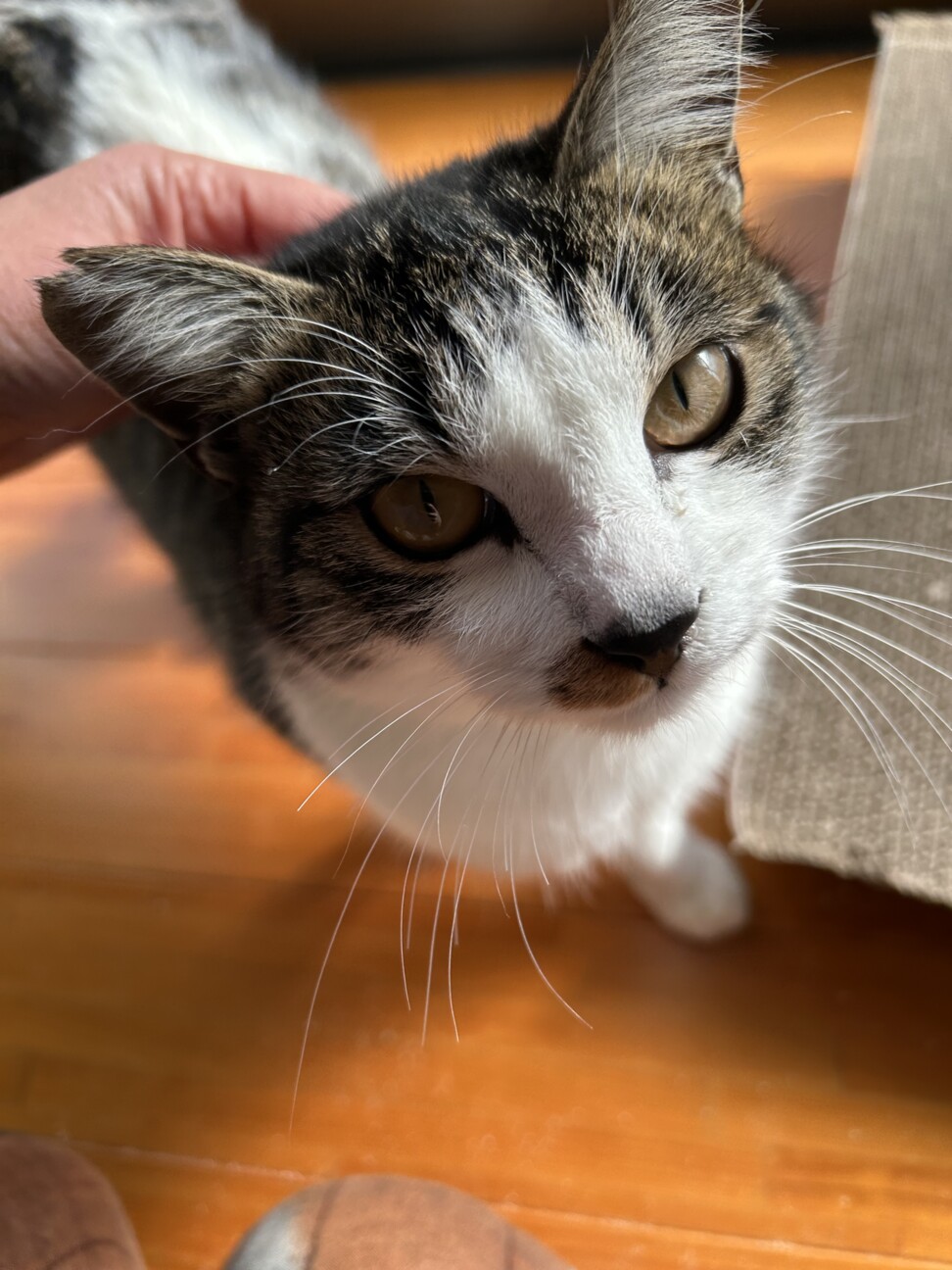 人なつこいキジ白くん サムネイル2