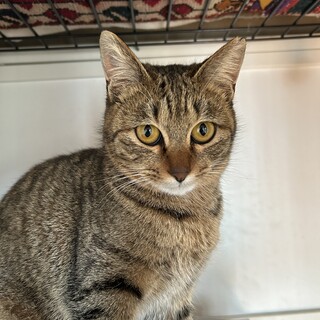 おとなしいキジトラの女の子