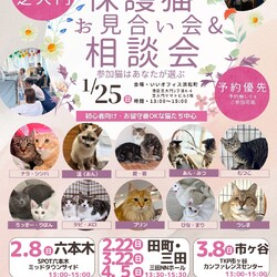 みなとねこ保護猫譲渡会＠いいオフィス浜松町
