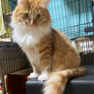 茶白長毛女の子モフ