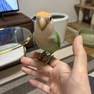 コザクラインコを引き取ってください