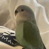 コザクラインコを引き取ってください サムネイル2