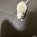 フェレットの里親募集