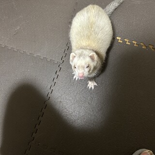 フェレットの里親募集