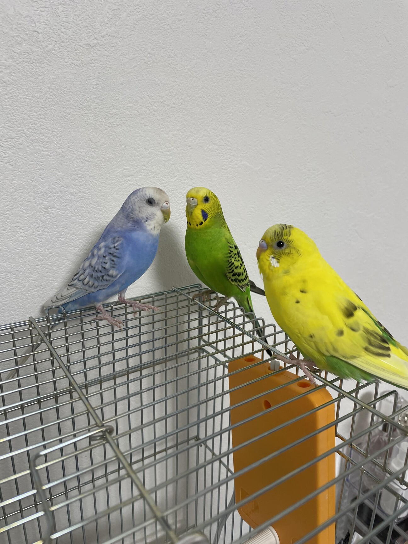 セキセイインコ3羽引き取」兵庫県 - 鳥の里親募集(534313