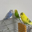 セキセイインコ3羽引き取ってください