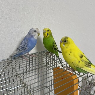 セキセイインコ3羽引き取ってください