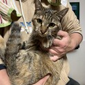 甘えん坊のサビ猫ちゃん♀