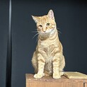 甘えん坊のチャ助♂