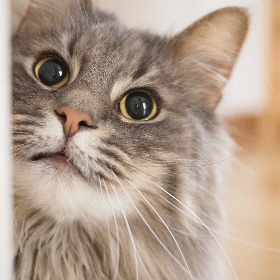 ゼウスのカバー写真