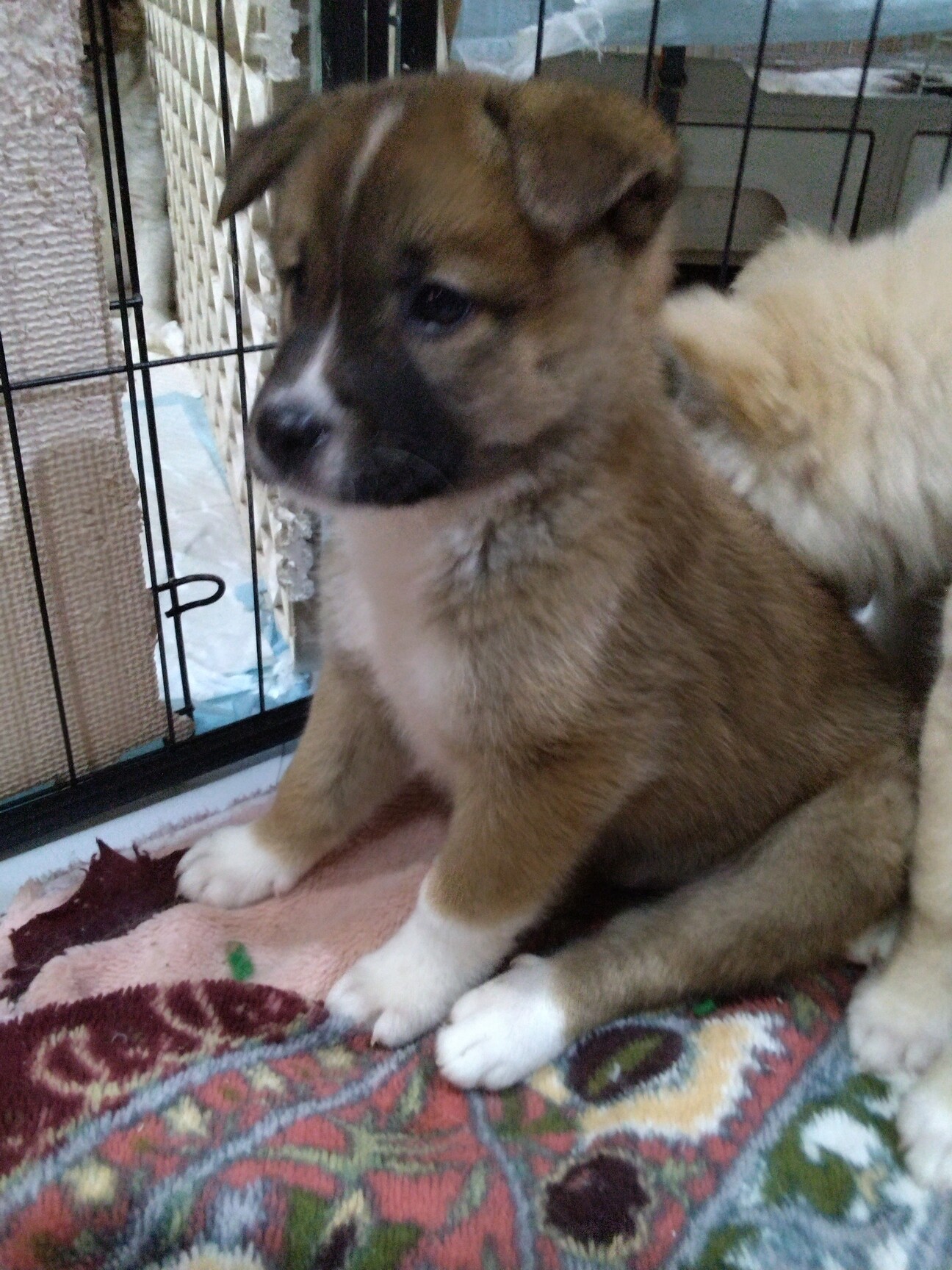 たいちょちゃん、18日譲」東京都 - 犬の里親募集(534285) :: ペット