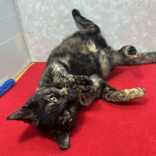 �Â��������[����Ȃ��I���S�҂ɐ�΂����߁�t����