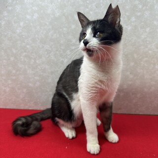 �q��Ċ����I���ꊵ���L���e��W���􂠂���