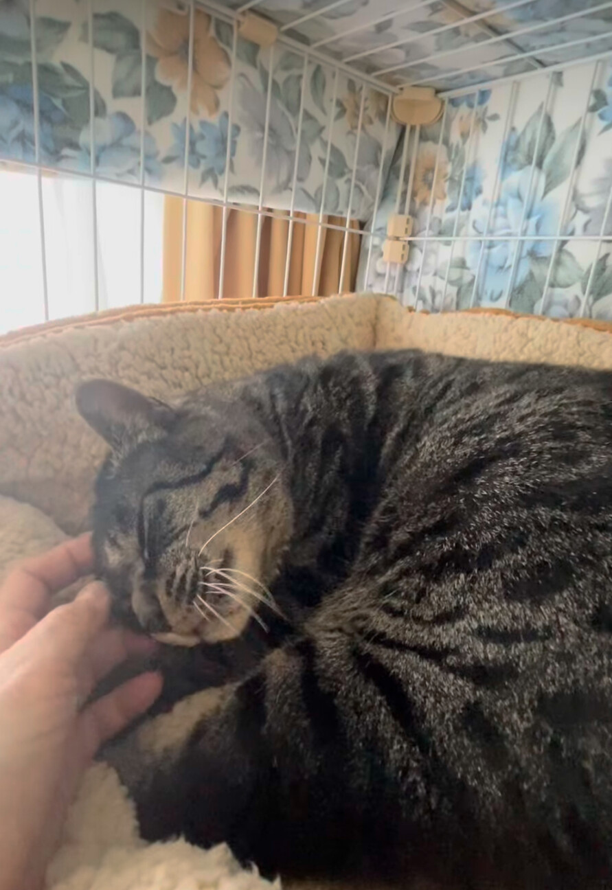 丸い猫【ねね吉】 サムネイル3