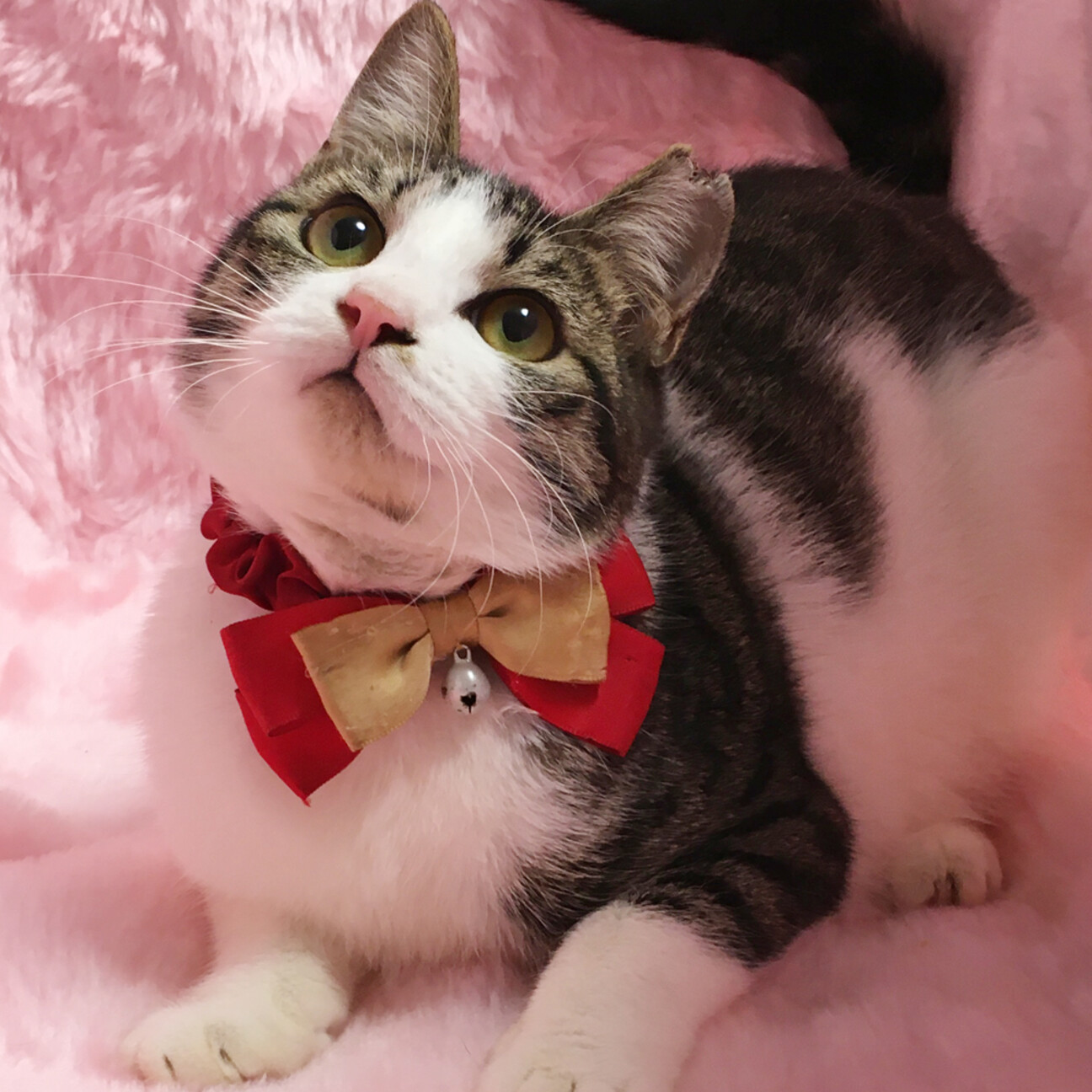 もちもち♪キジ白のハチワ」東京都 - 猫の里親募集(534322