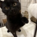 人馴れ特訓中！クロちゃん♂