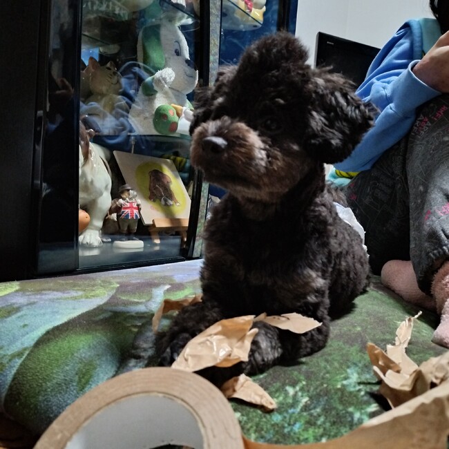 ふぐママのカバー写真