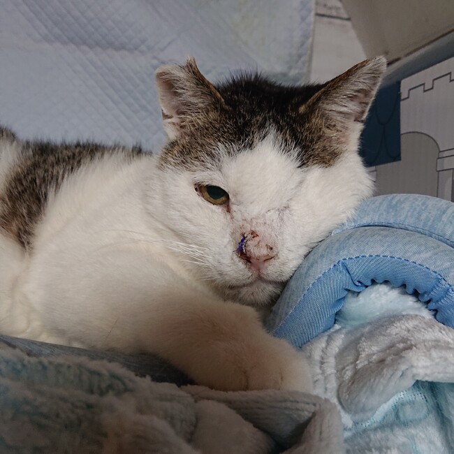 みけみけみっちゃんのカバー写真