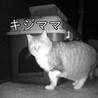 私が養っている持病持ちのさくら猫です（高齢メス・外猫）