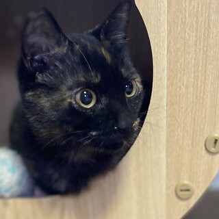 懐っこい動画です