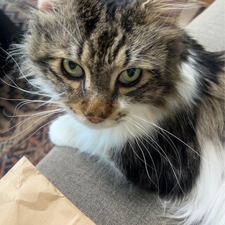 無邪気明るく元気メインクーン♂7.8歳位グーフィー