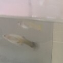 グッピー稚魚＋メスグッピー2匹