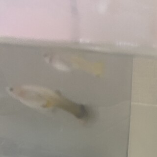 グッピー稚魚＋メスグッピー2匹
