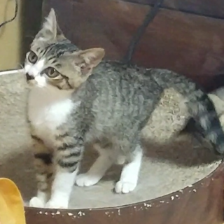 貴方の二の腕、ふみふみチューチューします♥