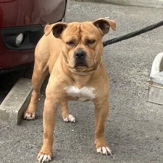 アメリカンブリー2歳