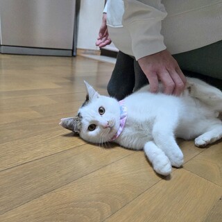 フワモコのシロキジ子猫♪